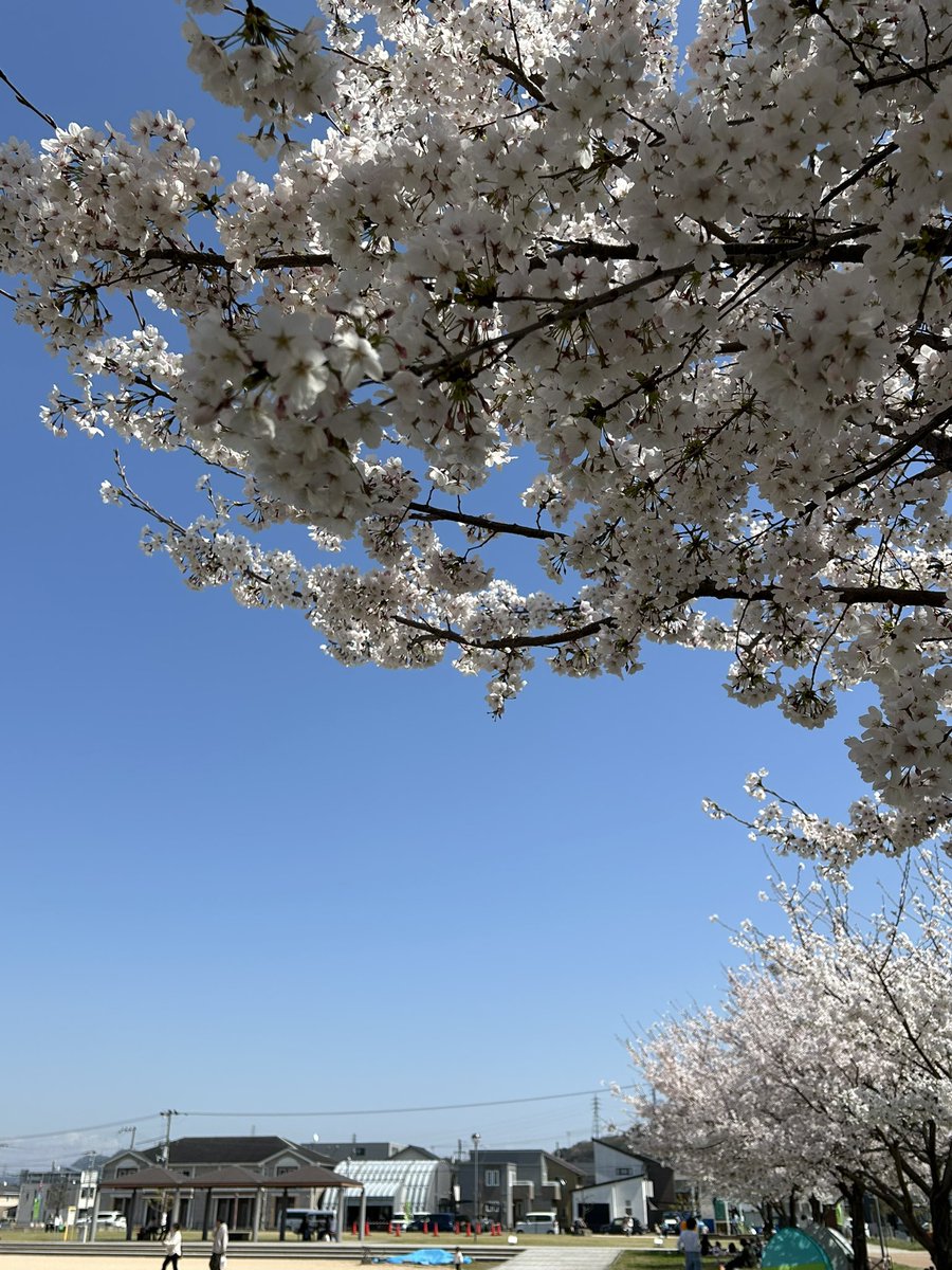 mii_mi276's tweet photo. 🌸 https://t.co/1A5UuICqCc