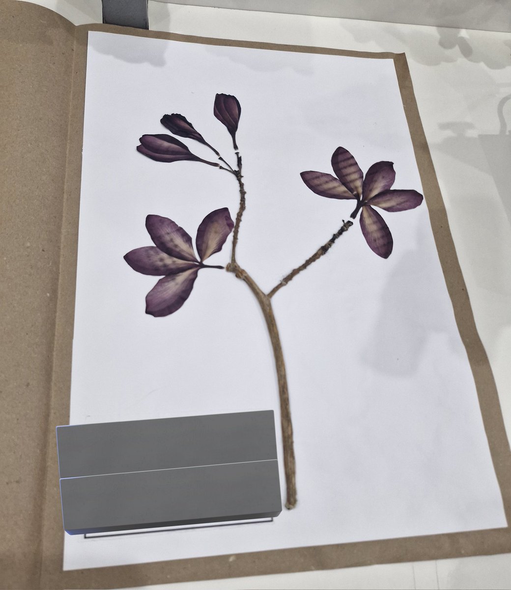 itsackerman's tweet image. tô muito apaixonada no projeto (vai envolver plantas medicinais, por isso a exsicata