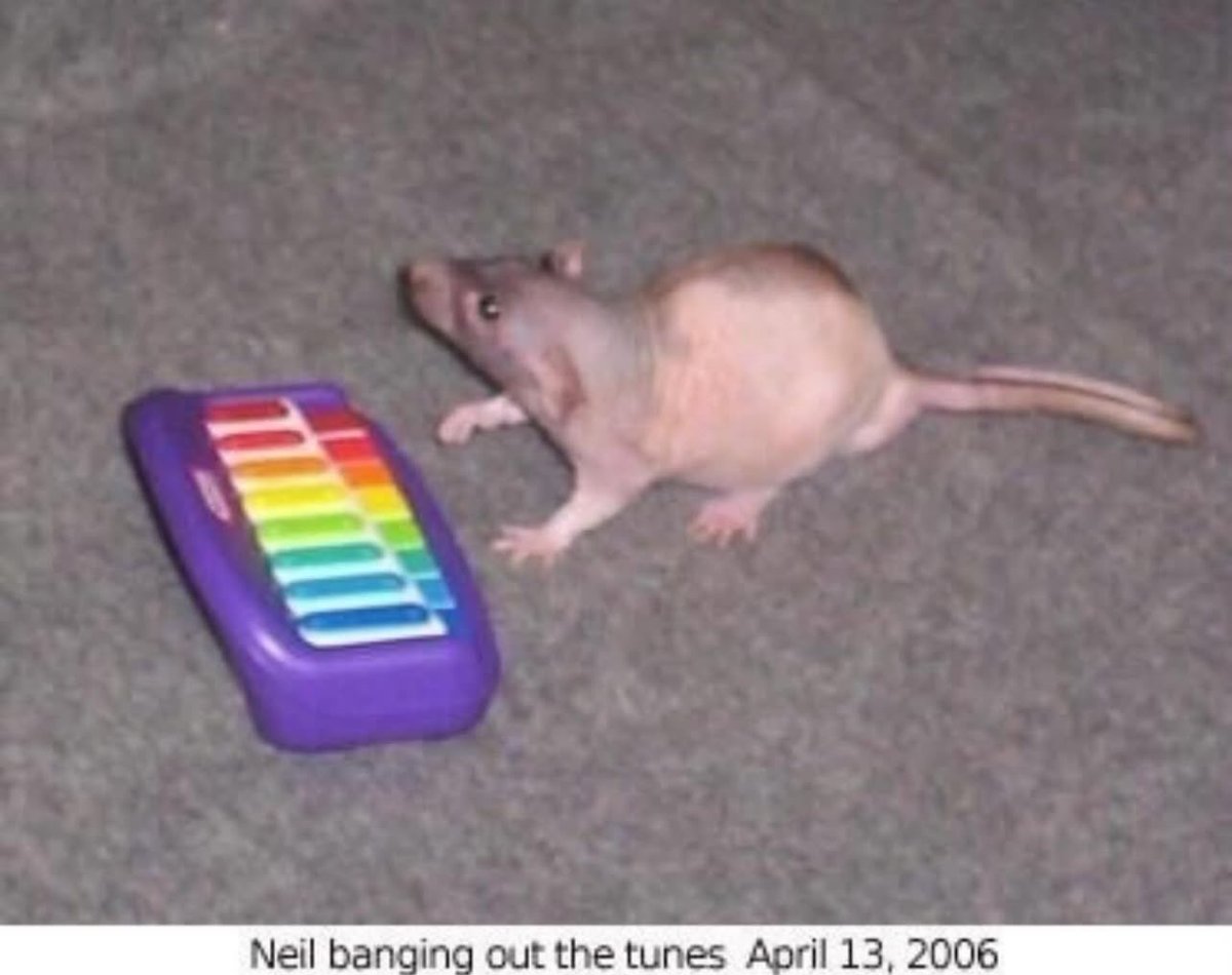 yaoinof's tweet photo. happy neil banging out the tunes day to all who celebrate https://t.co/VdKkRjaDAa