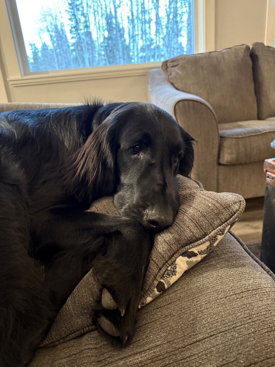 Flat Stanley tweet media