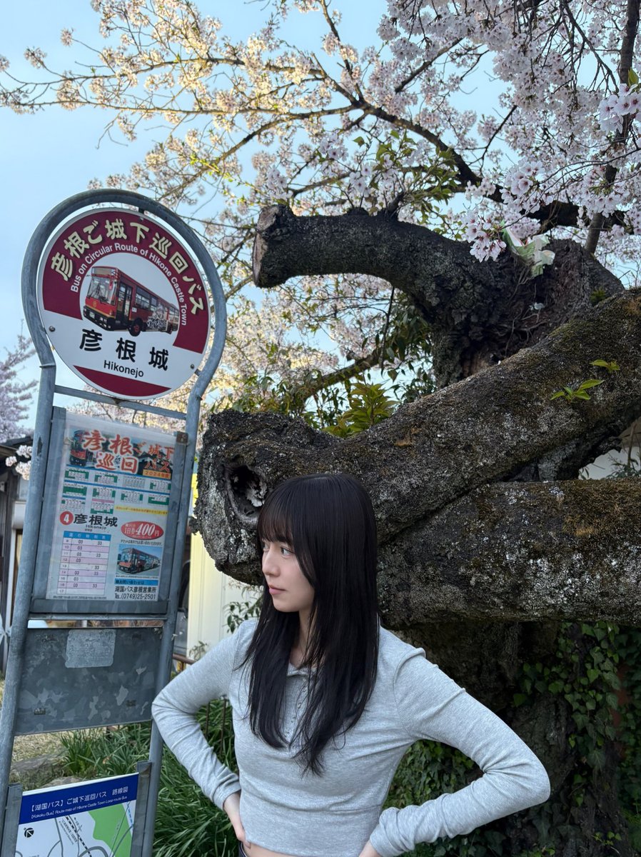 yua_sard's tweet photo. ギリギリセーフ‼︎ で、彦根城の桜を見に行けましたー‼︎ 嬉しい。
皆さんはお花見行けましたか？🌸 https://t.co/HLsm6HNkun