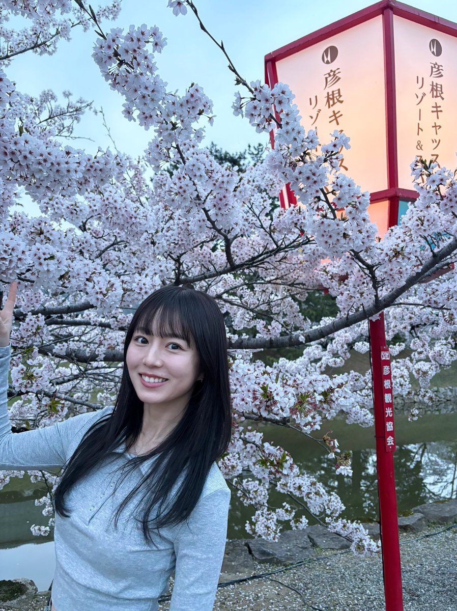 yua_sard's tweet photo. ギリギリセーフ‼︎ で、彦根城の桜を見に行けましたー‼︎ 嬉しい。
皆さんはお花見行けましたか？🌸 https://t.co/HLsm6HNkun