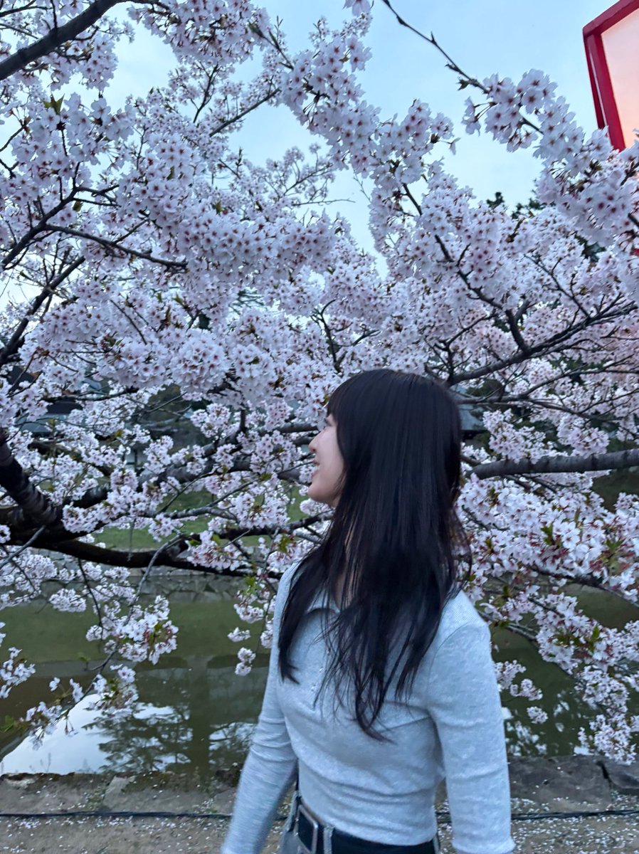 yua_sard's tweet photo. ギリギリセーフ‼︎ で、彦根城の桜を見に行けましたー‼︎ 嬉しい。
皆さんはお花見行けましたか？🌸 https://t.co/HLsm6HNkun