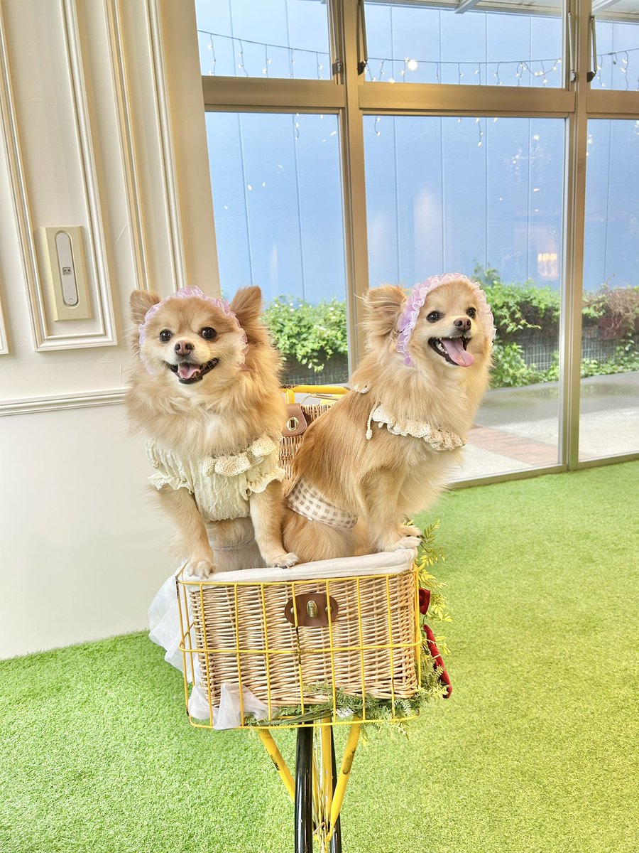 _cattank's tweet photo. ニックの兄弟が見つかって、ニックファミリーと兄弟くんファミリーで会ってきた〜❣️ニックにそっくりで大感動🥹🥹兄弟なのに会った瞬間から仲悪くて🤣ブリーダーのとこで喧嘩したんかな🤣
でっかくて色が濃い方がニック🐶💓
お家は遠いけ���、また合��バースデーなどできたらいいな🥰 https://t.co/OP2RWmw2YY