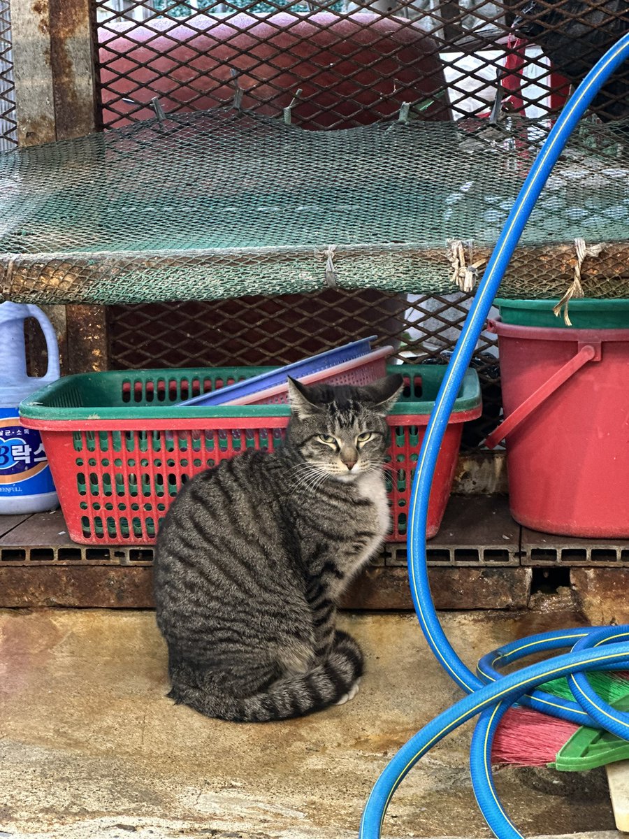 Daniel_Yashiro's tweet photo. 猫の写真🤳

#猫　#韓国 https://t.co/HNMw1YlzCG