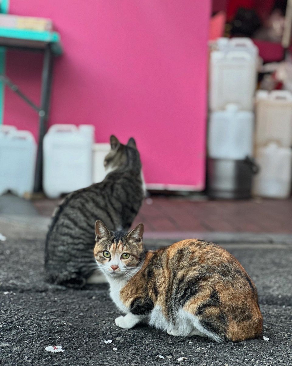 Daniel_Yashiro's tweet photo. 猫の写真🤳

#猫　#韓国 https://t.co/HNMw1YlzCG