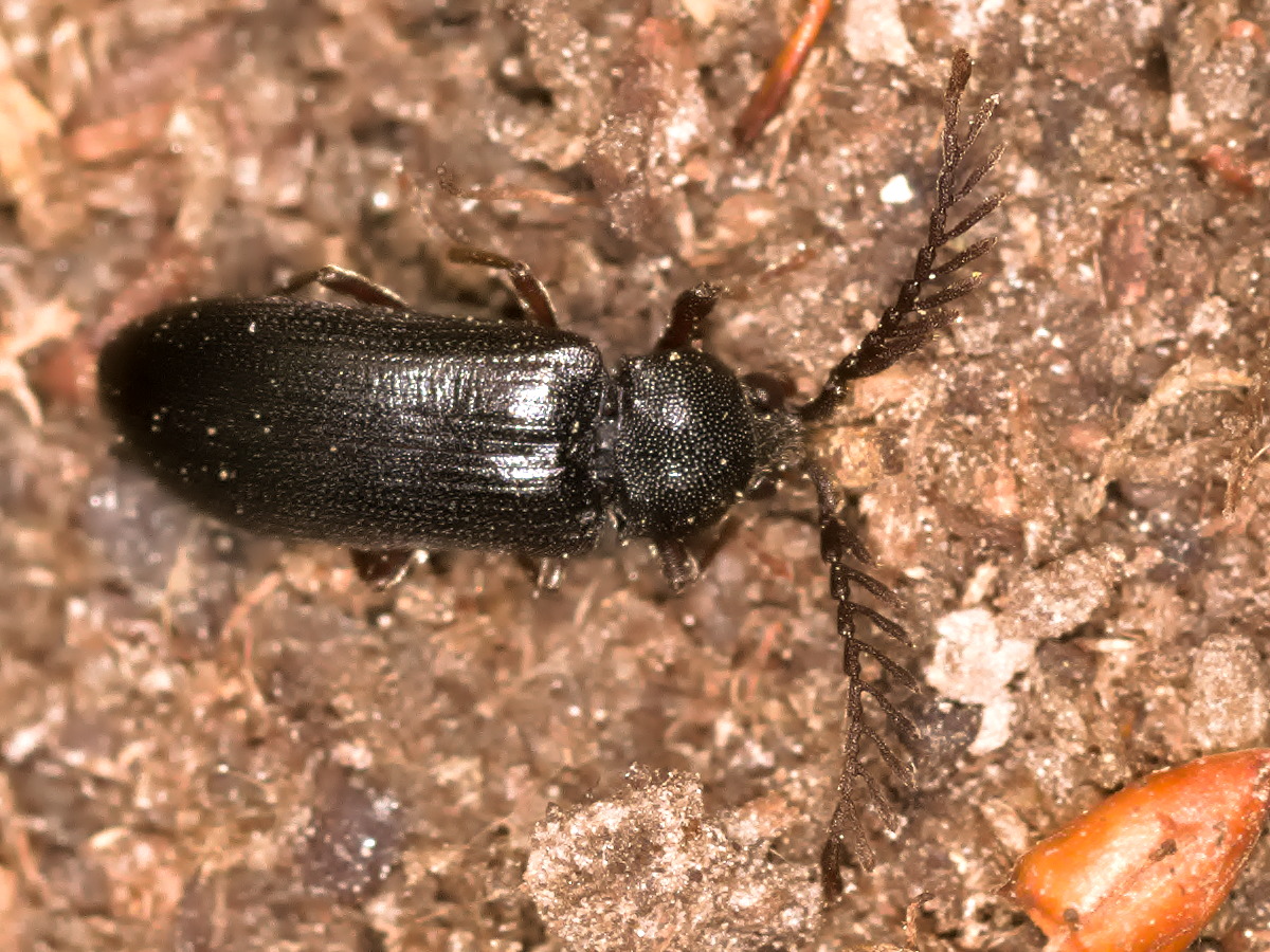 Cerophytum elateroides startet in die Saison, Urwaldrelikt.
In Europa die einzige Art der Familie. Hier ein Männchen.