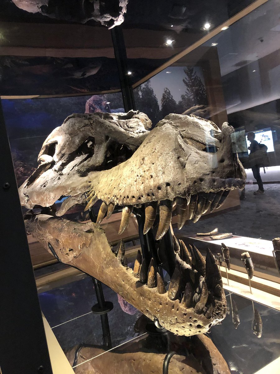 GhostlyUnh1nged's tweet photo. Laughing my ass off at Sue’s actual skull material😭😭😭 https://t.co/3IN1JLOEIv
