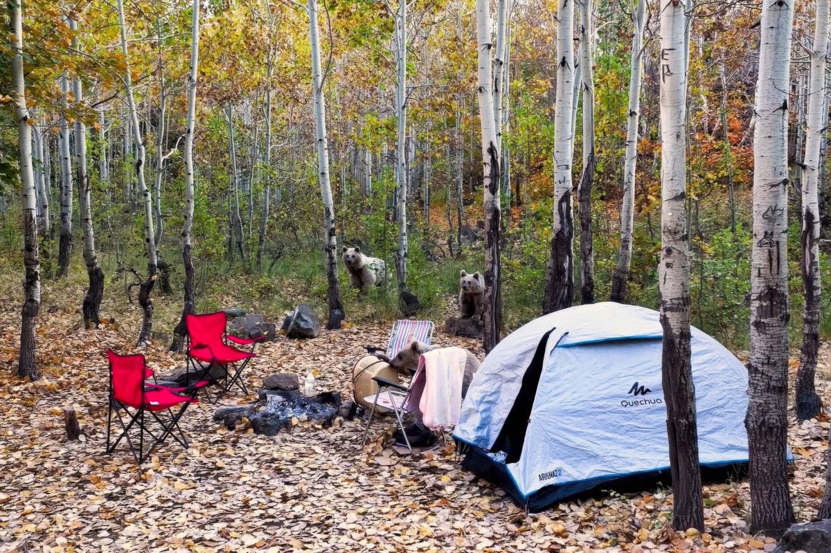 İhlas Haber Ajansı Bitlis Muhabiri Hakan Okay kardeşimiz Türkiye Foto Muhabirleri Derneği (TFMD) tarafından düzenlenen “Yılın Basın Fotoğrafları” yarışmasında, Nemrut Kalderası’ndaki kampçıların çadırlarını ziyaret eden boz ayıları konu alan fotoğraf karesiyle "Yılın Çevre, Doğa