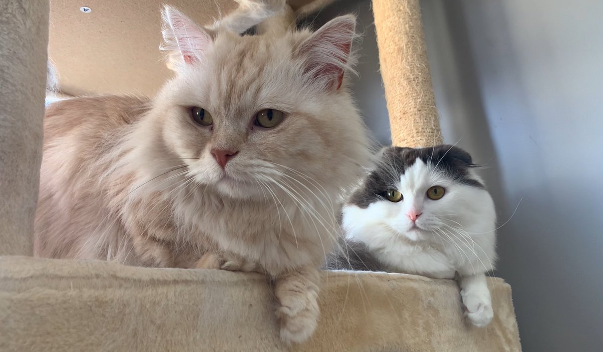 syakesobamaru's tweet photo. 同じ格好してる仲良ししゃけそば
 #ねこのいる暮らし https://t.co/dUDgd6HwJW