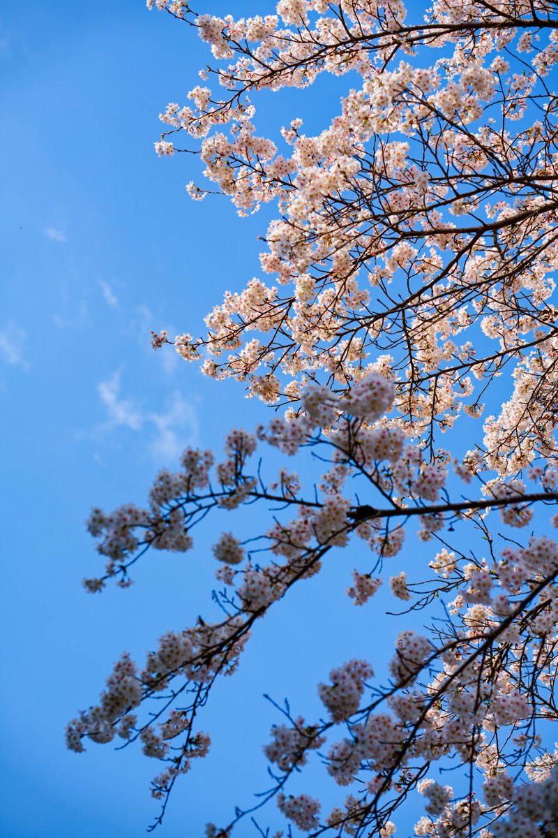 DsovG's tweet photo. SONY α7CR
┗ 50-300mm F/4.5-6.3 Di III VC VXD

#カメラ #写真 #camera #Photos #Japan https://t.co/wLIztyJK5M