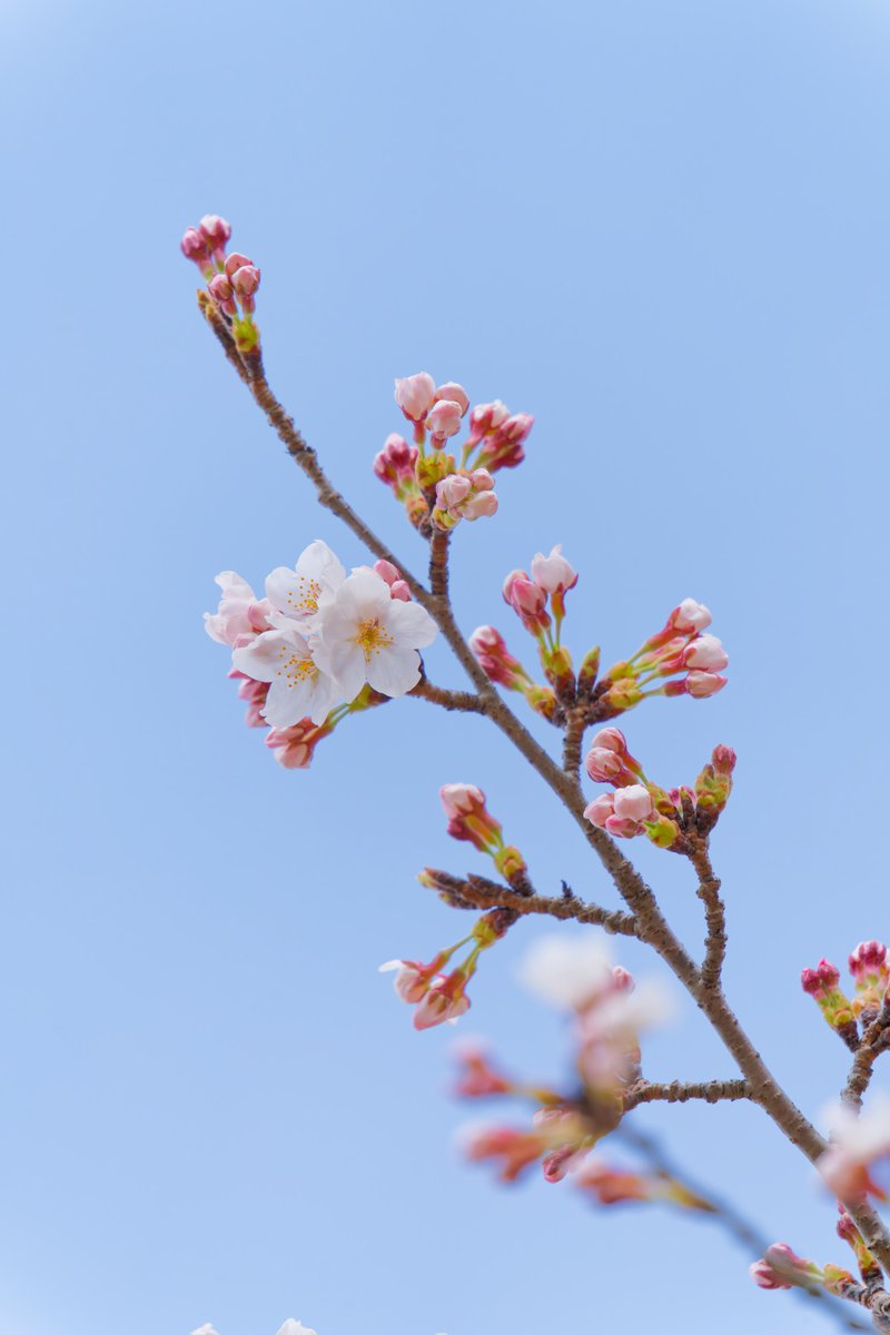 DsovG's tweet photo. SONY α7CR
┗ 50-300mm F/4.5-6.3 Di III VC VXD

#カメラ #写真 #camera #Photos #Japan https://t.co/zQsJIDkyVj