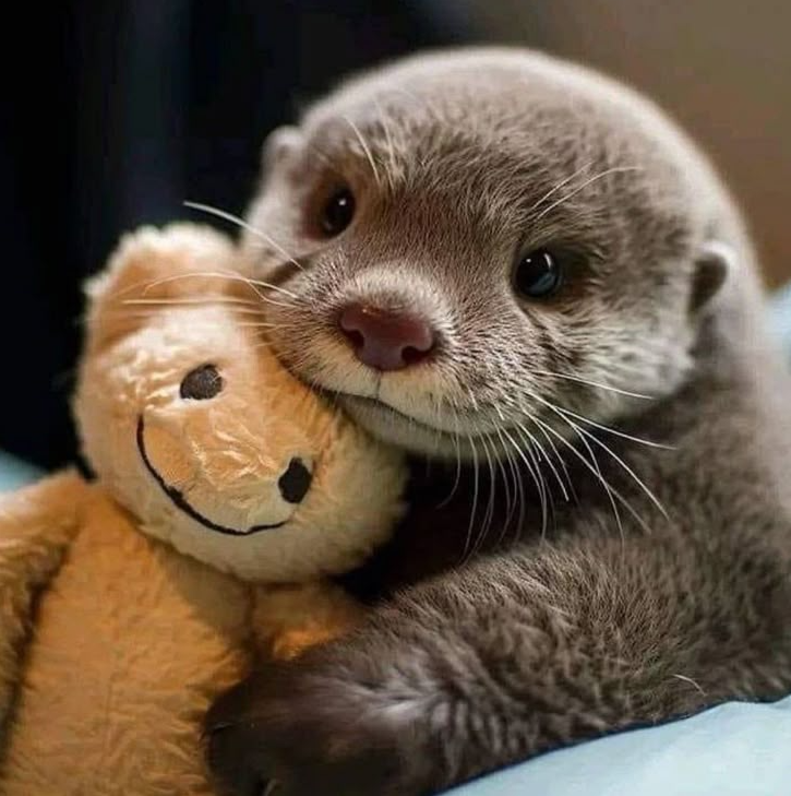 BestinDogs's tweet image. 😍💕 NO ONE HAS TIME TO LIKE MY PICTURE