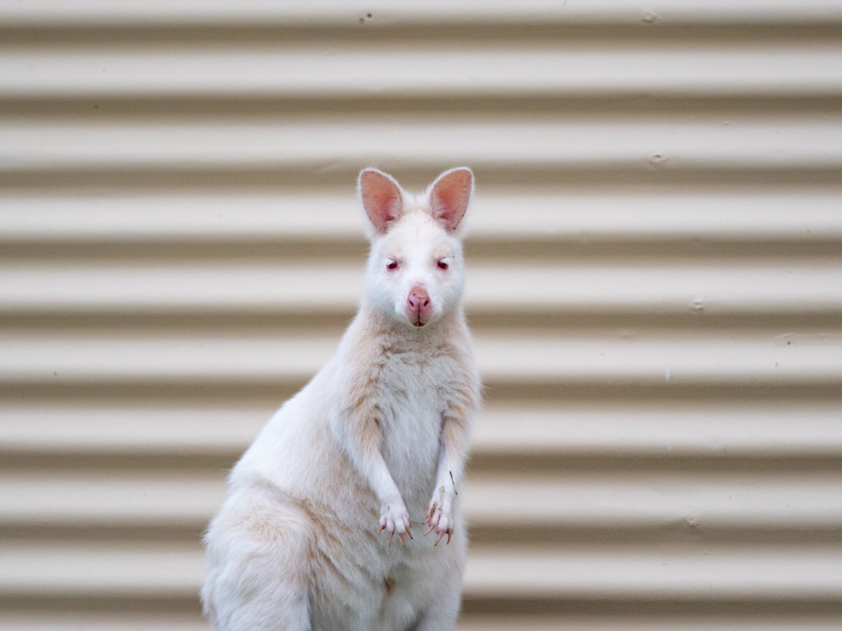 Pourquoi une colonie de plus de 200 wallabies albinos prospère sur cette île australienne?
➡️ l.geo.fr/AFH