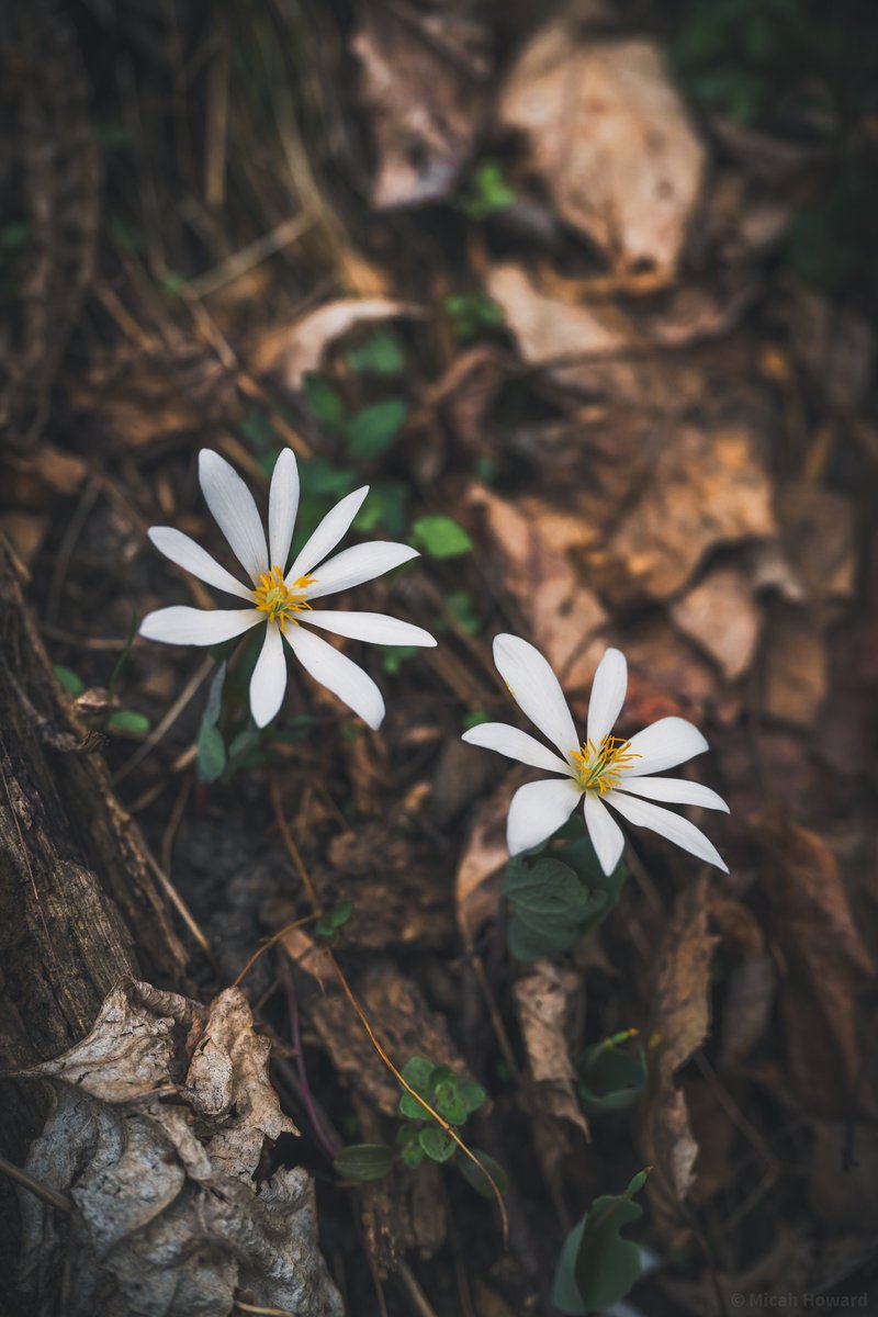 naturelifephoto's tweet photo. Bloodroot popping up for a limited time only
#ephemerals https://t.co/WI3iNPihjS