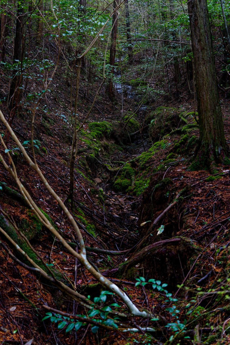 DsovG's tweet photo. SONY α7CR
┗ 50-300mm F/4.5-6.3 Di III VC VXD

#カメラ #写真 #camera #Photos #Japan https://t.co/Xh9MWqROdN