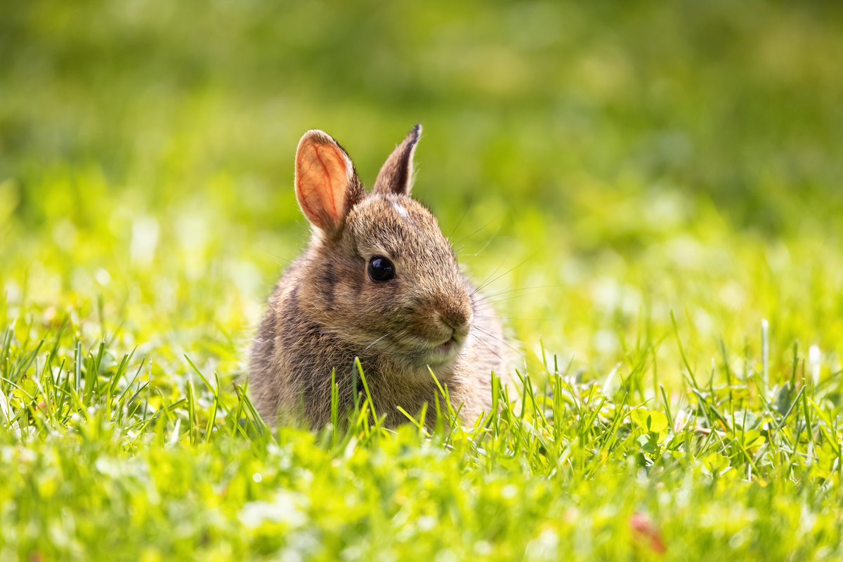 shamanictribe's tweet photo. Children of Rabbits 🐰🐣they are the Spring 🌸🔗⬇️ https://t.co/uZZyg7vurh https://t.co/YHJTEgjbC1