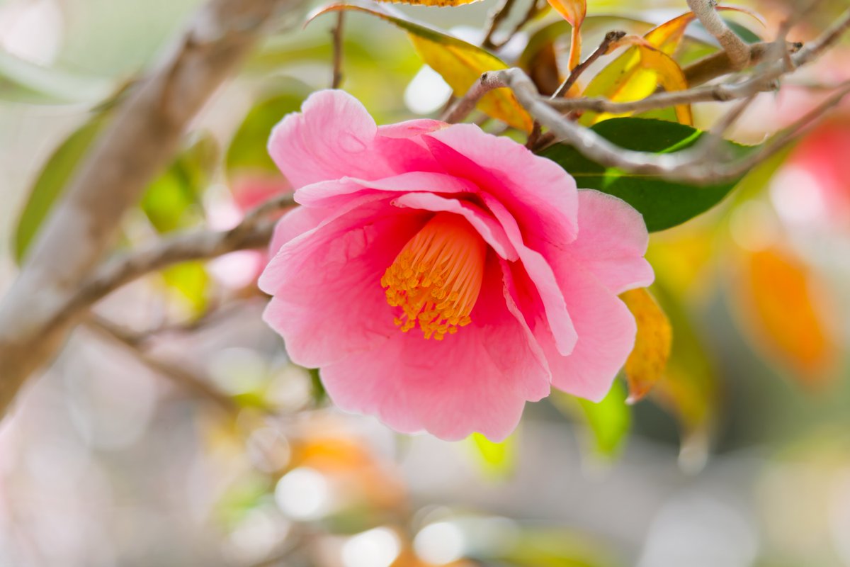 DsovG's tweet photo. SONY α7CR
┗ 50-300mm F/4.5-6.3 Di III VC VXD

#カメラ #写真 #camera #Photos #Japan https://t.co/cqHuH1hJrn