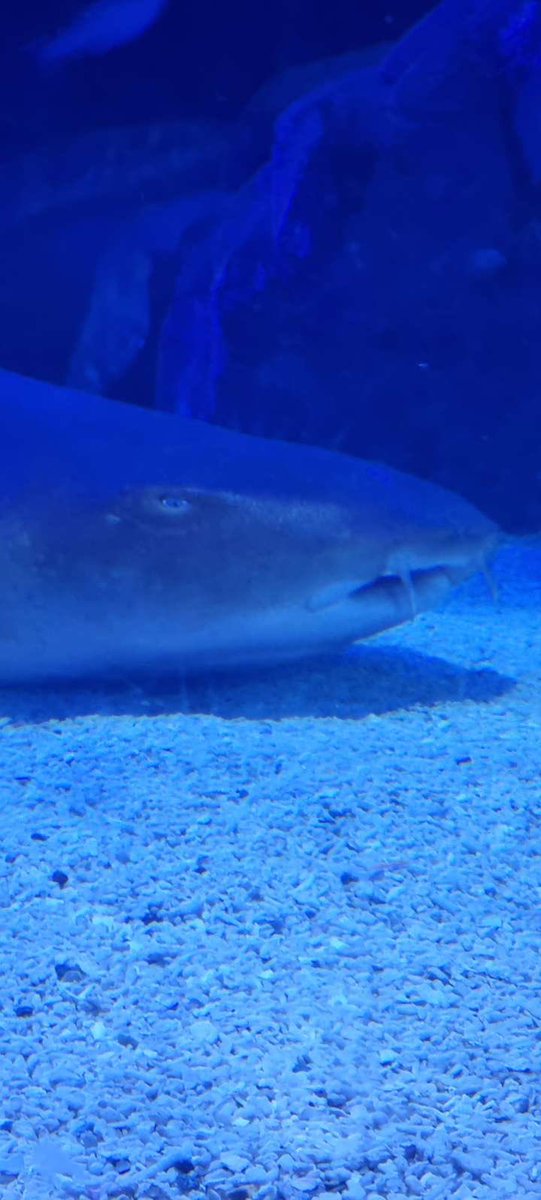 Deano Dirtbox tweet media