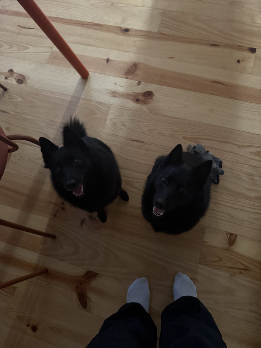 Пёс Малевич??? А как насчет двух псов Малевичей???