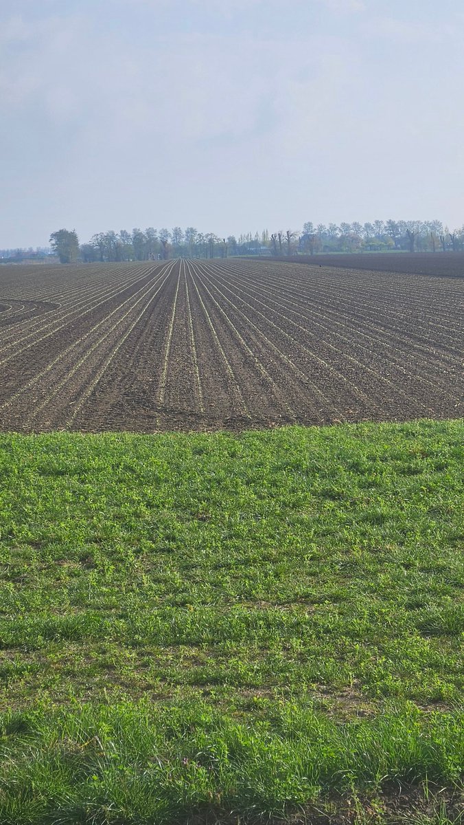Genieten vanmorgen met net zwarte grond van de 3 mm #akkerregen. #suikerbieten groeien lekker door met het weer van gisteren. <a href="/RenevdEijnden/">Rene van den Eijnden</a> <a href="/Royal_Cosun/">Cosun</a>