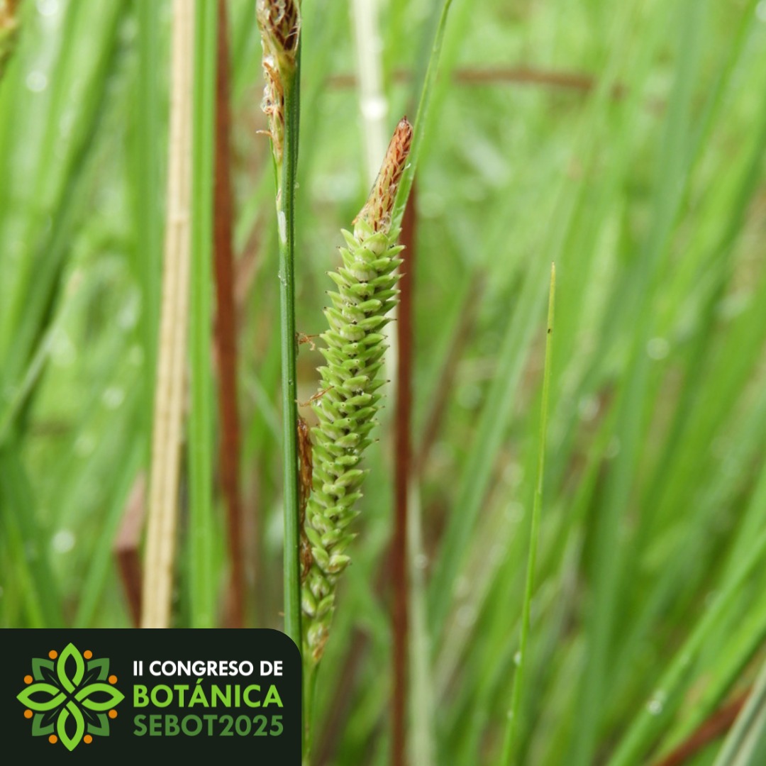 Continuamos la serie quincenal del #IICongresoBotánicaSEBOT con Castilla la Mancha. Carex quixotiana es una especie endémica de esta región recientemente descrita, dedicada a Don Quijote.

✍🏻 Inscripción shorturl.at/ddHz7
🗨️ Envío de comunicaciones shorturl.at/E4jM7
