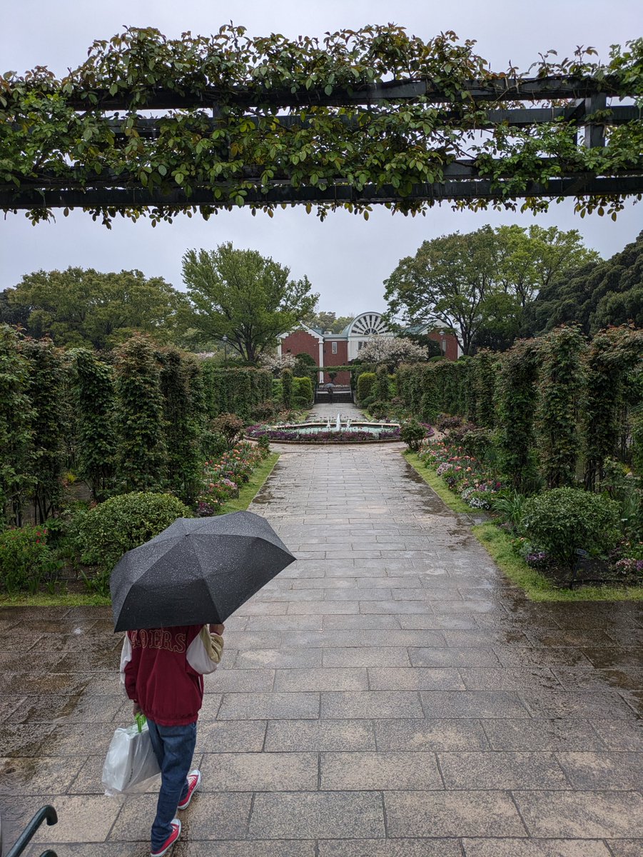 washboad's tweet photo. 二日目あいにくの雨やったけど
赤レンガ、海が見える丘公園、中華街とあれこれ見て、無事自宅着。
中華街では清風楼の焼飯とシュウマイ、青島ビール、ワンコイン手相みてもらったり、横浜たのしかったー！ https://t.co/meuQkA2YQZ