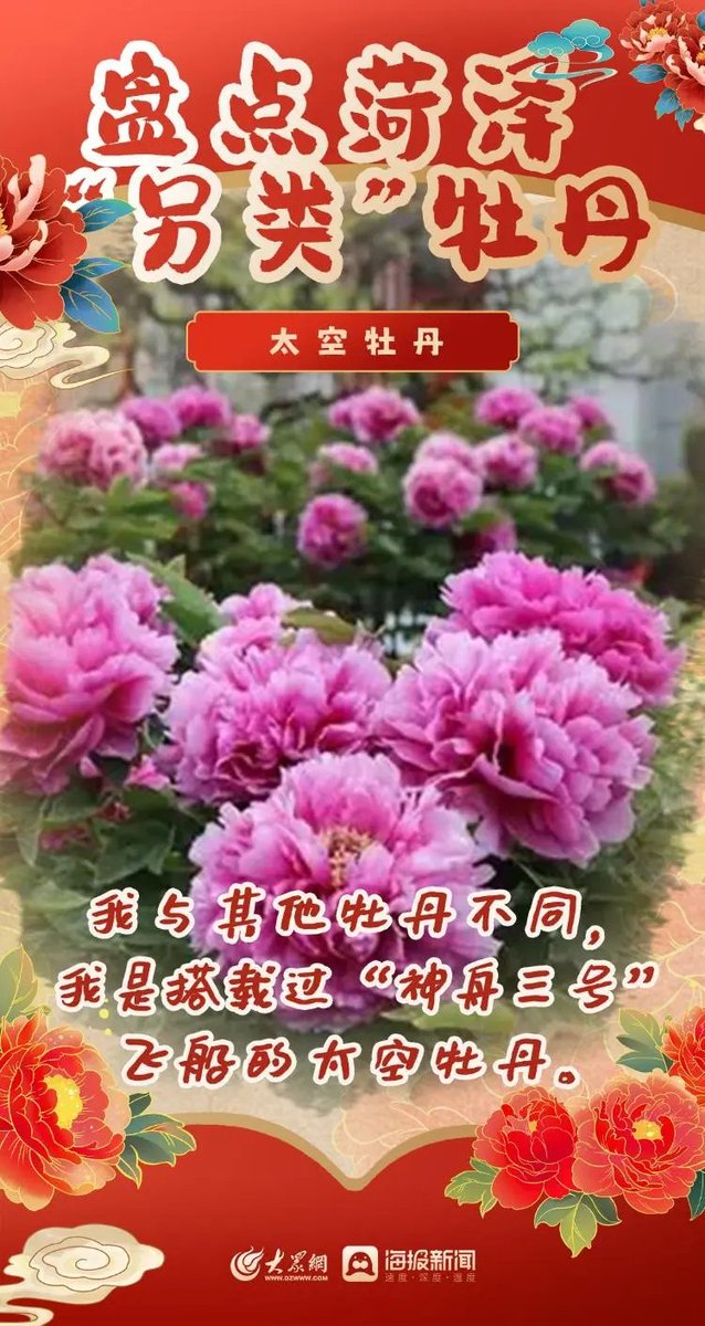 菏泽牡丹已盛开，喜迎八方来客