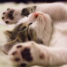fhatmasandhy's tweet photo. Owwwww paws paws
$paws https://t.co/kYcZZVBg98