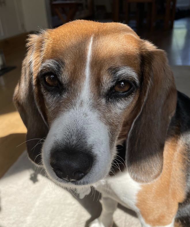 BetsyAmbassador's tweet photo. @Protect_Wldlife @phillassman1 @DreyfusJames @MiriMission @AllDogsMatter @dog_rates @NickTaylorLLB @_AnimalAdvocate @marcthevet @RobRobbEdwards โHappy Birthday beautiful Bryn! Woofing you every happiness today, and every day, my amazing furend. I love you!โ ๐๐ฅณ๐๐๐๐โค๏ธ๐พ๐พ
#Dogs #WeekendWoofs #SundayVibes #BirthdayBoy https://t.co/ie8i3lflTW