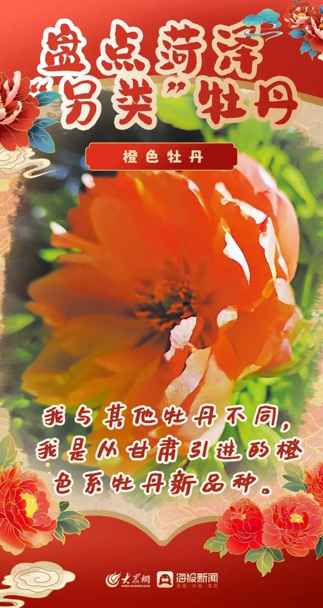 菏泽牡丹已盛开，喜迎八方来客