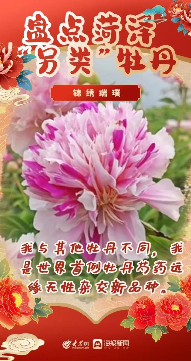 菏泽牡丹已盛开，喜迎八方来客