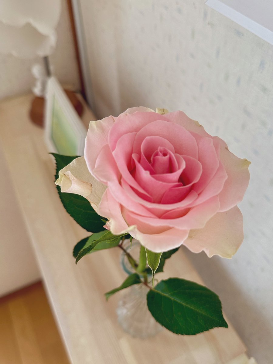 以前刺繍したバッグの裏地を素敵な柄の生地で作り直して、レースを付け足しましたꕤ
自分で手を加えると益々愛着が湧きますね☺️これからも沢山使っていきたいです♡
ピンクの可愛いお花さん達に囲まれながら趣味を楽しんで、心満たされた休日でした‧₊˚
 #花のある暮らし