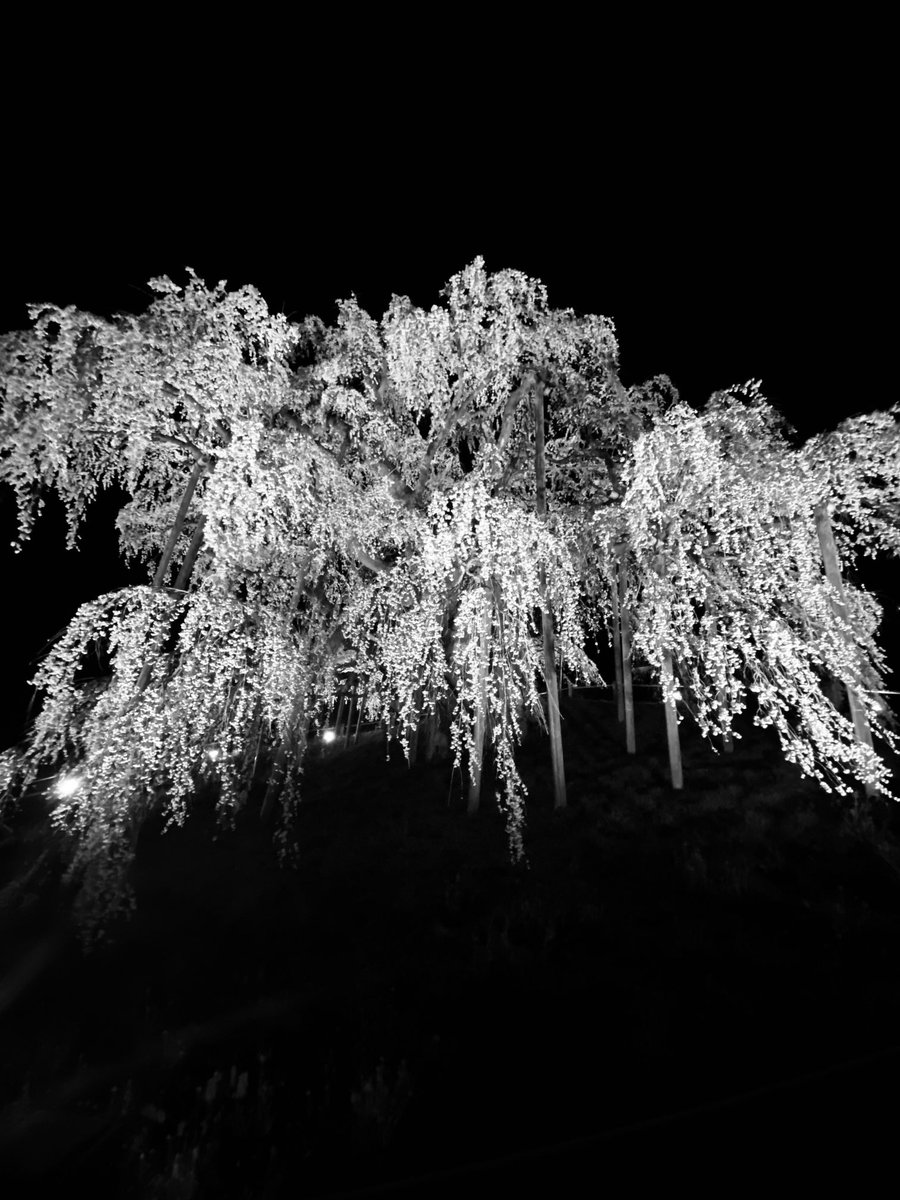 aromaASCENDIO's tweet photo. 樹齢1000年・三春滝桜

満開でした https://t.co/IuOkmzHyQ1
