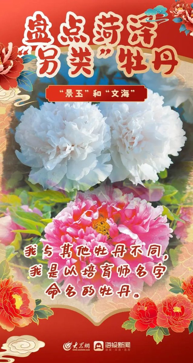 菏泽牡丹已盛开，喜迎八方来客