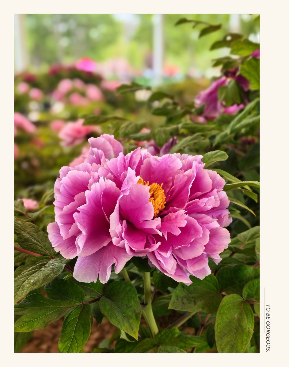 菏泽牡丹已盛开，喜迎八方来客