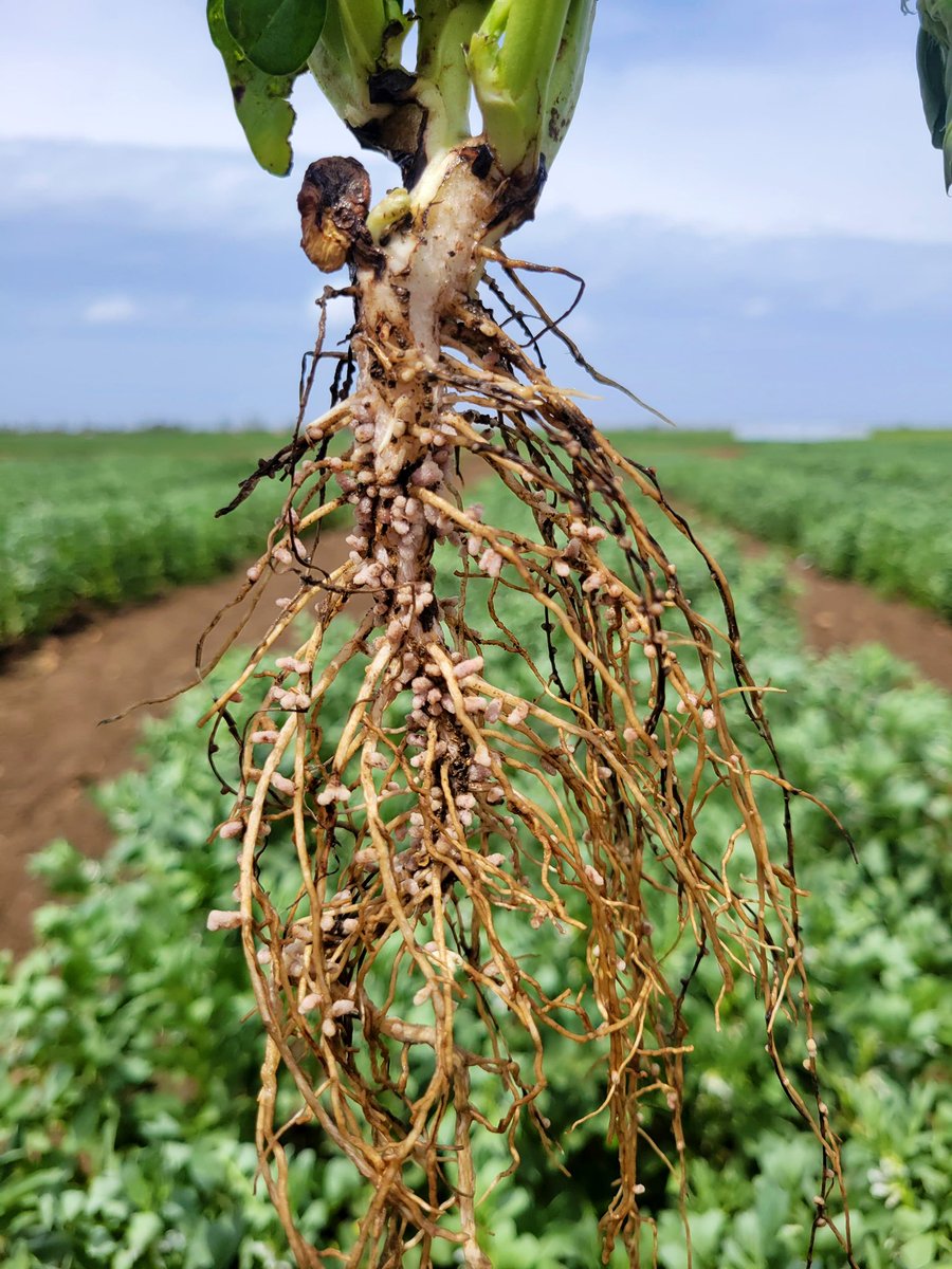 BouhlalOutmane's tweet photo. Under @Root2Res at @ICARDA, successfully completed #Shovelomics phenotyping of 600 #fababean plots! 🫘💪 Exploring diversity of the hidden half of the plant
Big shoutout to the amazing team! @ZDagdad 👏🌱 #FabaBean
@Visio80 
@Fmaalouf71Fouad 
@ShivKAgrawal https://t.co/Z8xrK6ewon