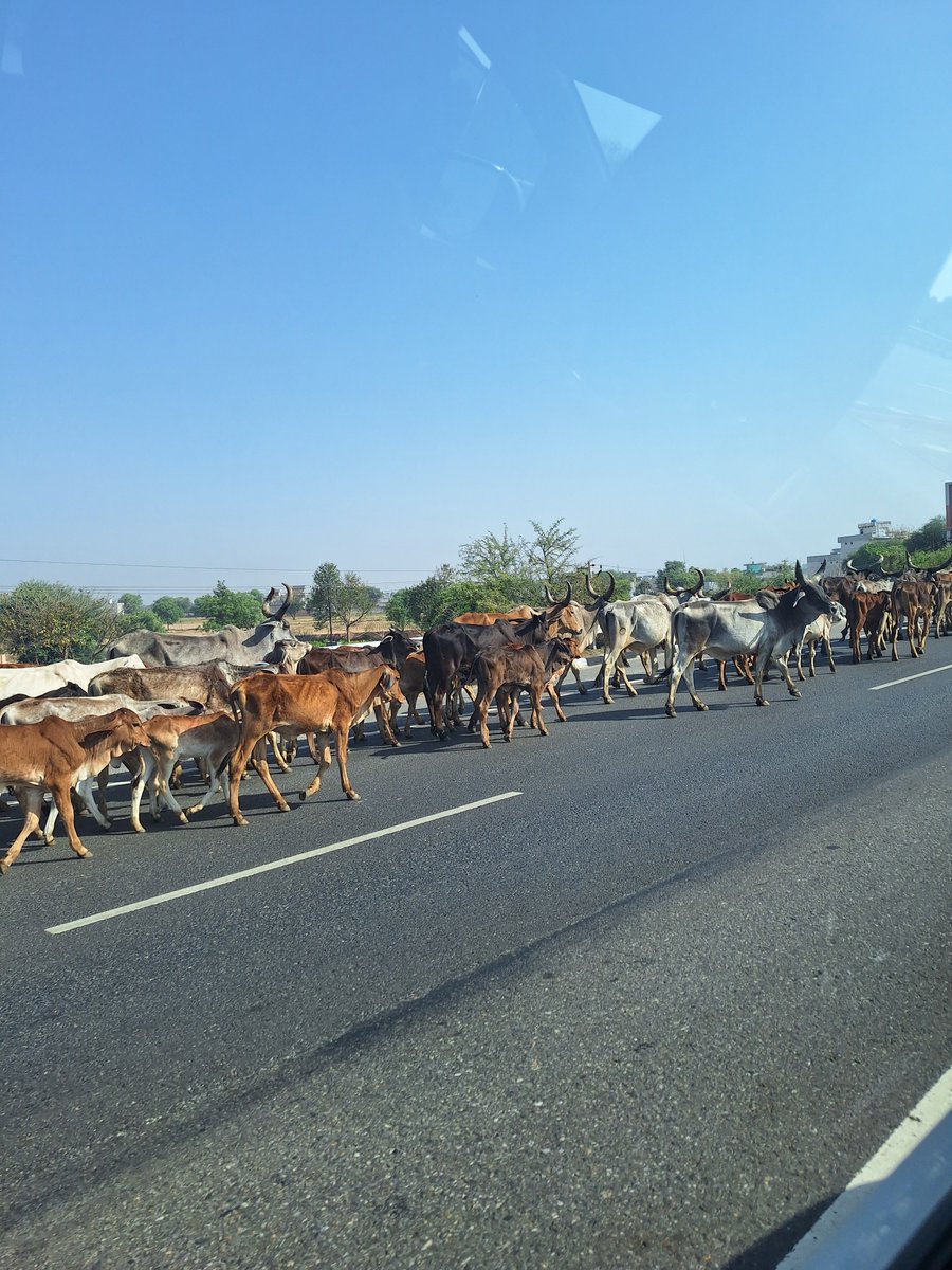 渋滞の原因はこの子達でした