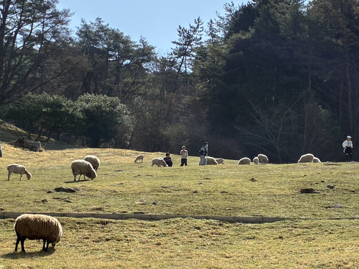 QOAlp2BuKiTWKtE's tweet photo. 春はおひつじ
やうやう(羊羊)白くなりゆくやまぎは https://t.co/JUy8KRgaHR