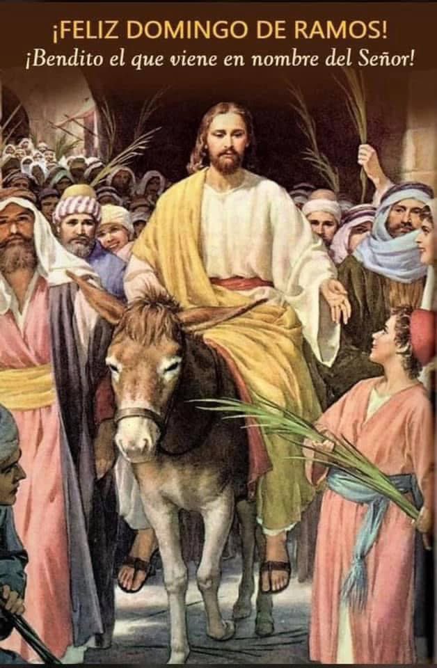 NoticiasdePonce's tweet photo. El Domingo de Ramos es la fiesta cristiana móvil que cae el domingo antes de Pascua. La fiesta conmemora la entrada triunfal de Cristo en Jerusalén, un evento mencionado en cada uno de los cuatro Evangelios canónicos.

Su nombre proviene de las ramas de la palma agitadas por la multitud para saludar y honrar a Jesucristo cuando entró en la ciudad. El Domingo de Ramos marca el primer día de la Semana Santa; en el cristianismo occidental, este es el comienzo de la última semana de la solemne temporada de Cuaresma, que precede a la Pascua,[6]mientras que en el cristianismo oriental, la Semana Santa comienza después de la conclusión de la Gran Cuaresma.

En la mayoría de los ritos cristianos, el Domingo de Ramos se celebra mediante la bendición y distribución de ramas de palma (o las ramas de otros árboles nativos), que representan las ramas de palma que la multitud esparció ante Cristo mientras cabalgaba hacia Jerusalén. Estas palmeras a veces se tejen en cruces. La dificultad de obtener palmeras en climas desfavorables llevó a la sustitución de ramas de árboles nativos, incluyendo caja, olivo, sauce y tejos.

Muchas iglesias de denominaciones cristianas convencionales, incluidas las tradiciones ortodoxa, católica, luterana, metodista, anglicana, moravia y reformada, distribuyen ramas de palma a sus congregaciones durante sus liturgias del Domingo de Ramos. Los cristianos llevan estas palmeras, que a menudo son bendecidas por el clero, a sus hogares, donde las cuelgan junto con el arte cristiano (especialmente cruces y crucifijos) o las guardan en sus Biblias y libros devocionales diarios.

En los días anteriores a la Cuaresma del año siguiente, conocida como Carnaval o Shrovetide, las iglesias a menudo colocan una canasta en su nártex para recoger estas palmeras, que luego se queman ritualmente el martes de carnaval para hacer que las cenizas se usen al día siguiente, el Miércoles de Ceniza, que es el primer día de Cuaresma.