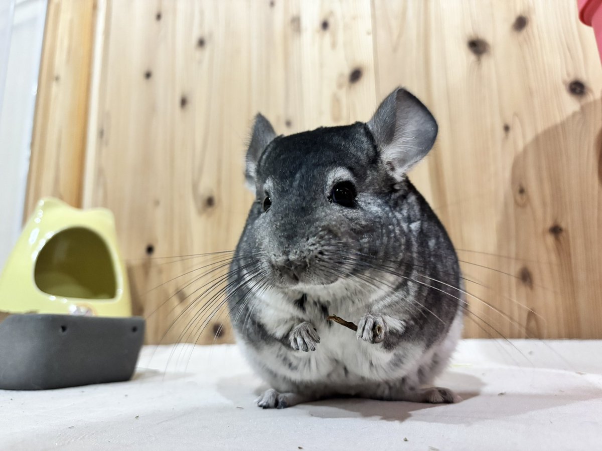 今日のおやつもンめ〜な