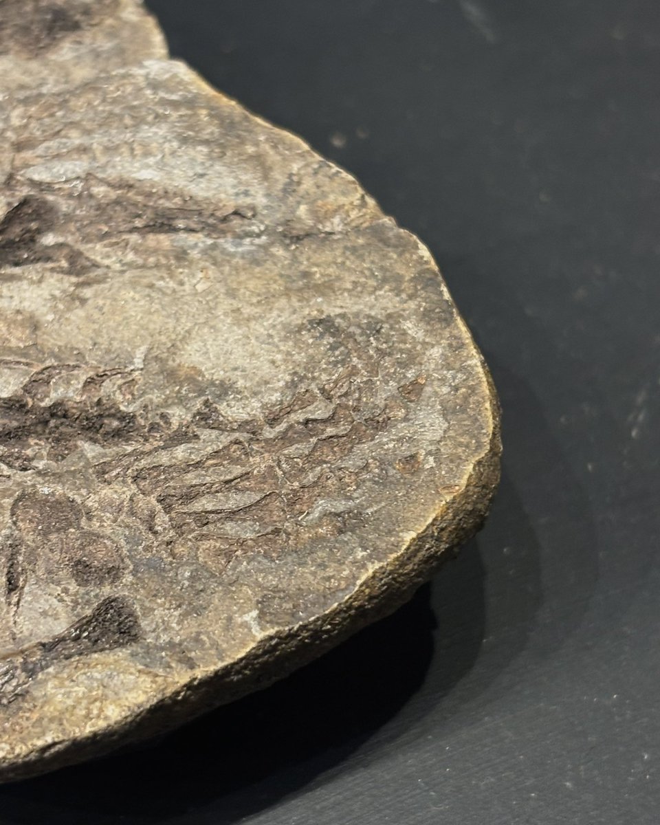 Yorkshire Natural History Museum tweet media