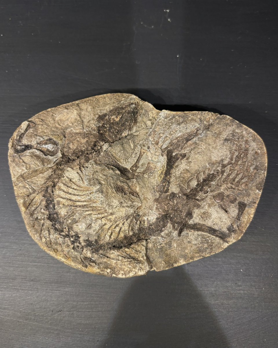 Yorkshire Natural History Museum tweet media