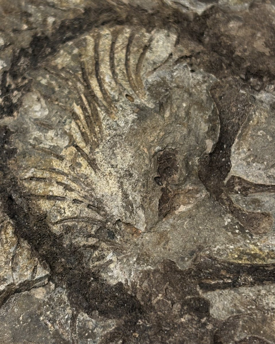 Yorkshire Natural History Museum tweet media