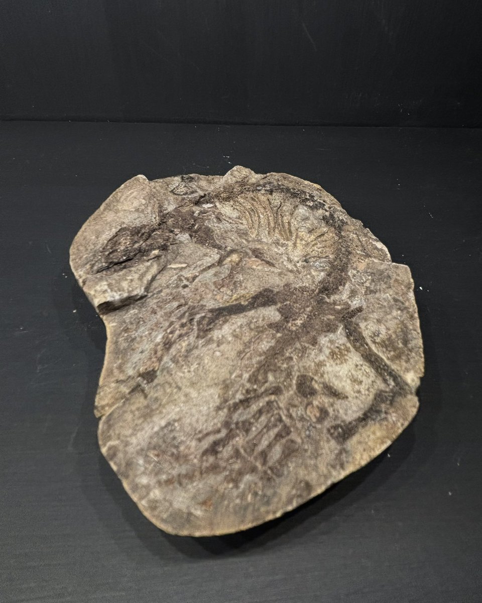 Barasaurus isn’t quite a reptile or amphibian—it’s the evolutionary bridge between them!

This Late Permian fossil from Madagascar is sometimes even preserved with soft tissue intact.

Evolution in action!

#fossil #evolution #naturalhistory #prehistoric #science