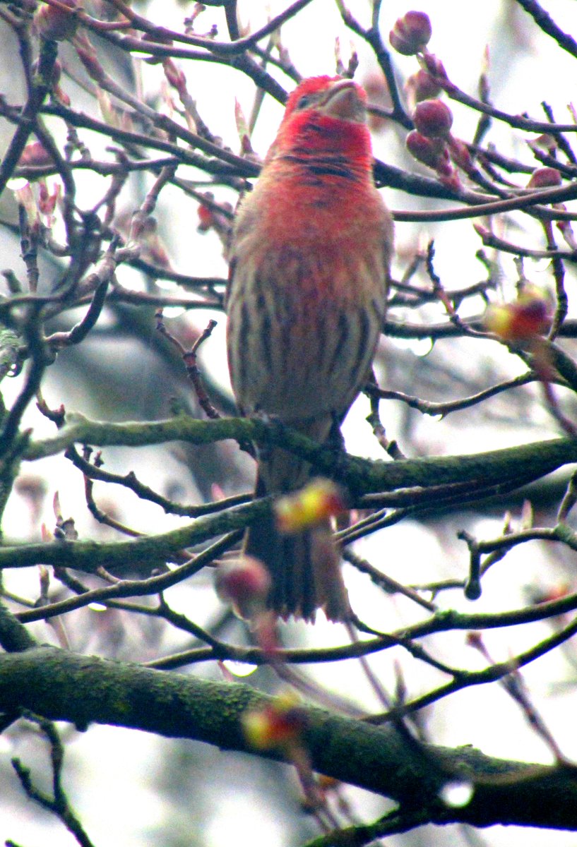 HermitsDaily's tweet photo. According to my friend, Gumby, this is a House Finch.  #bird #birds #birding #birdwatching #finch #housefinch #purplefinch #songbird #songbirds #nature #naturehike #dogwood #dogwoodtree #floweringtree #floweringtrees #spring #springtime https://t.co/70ssFIgbpb