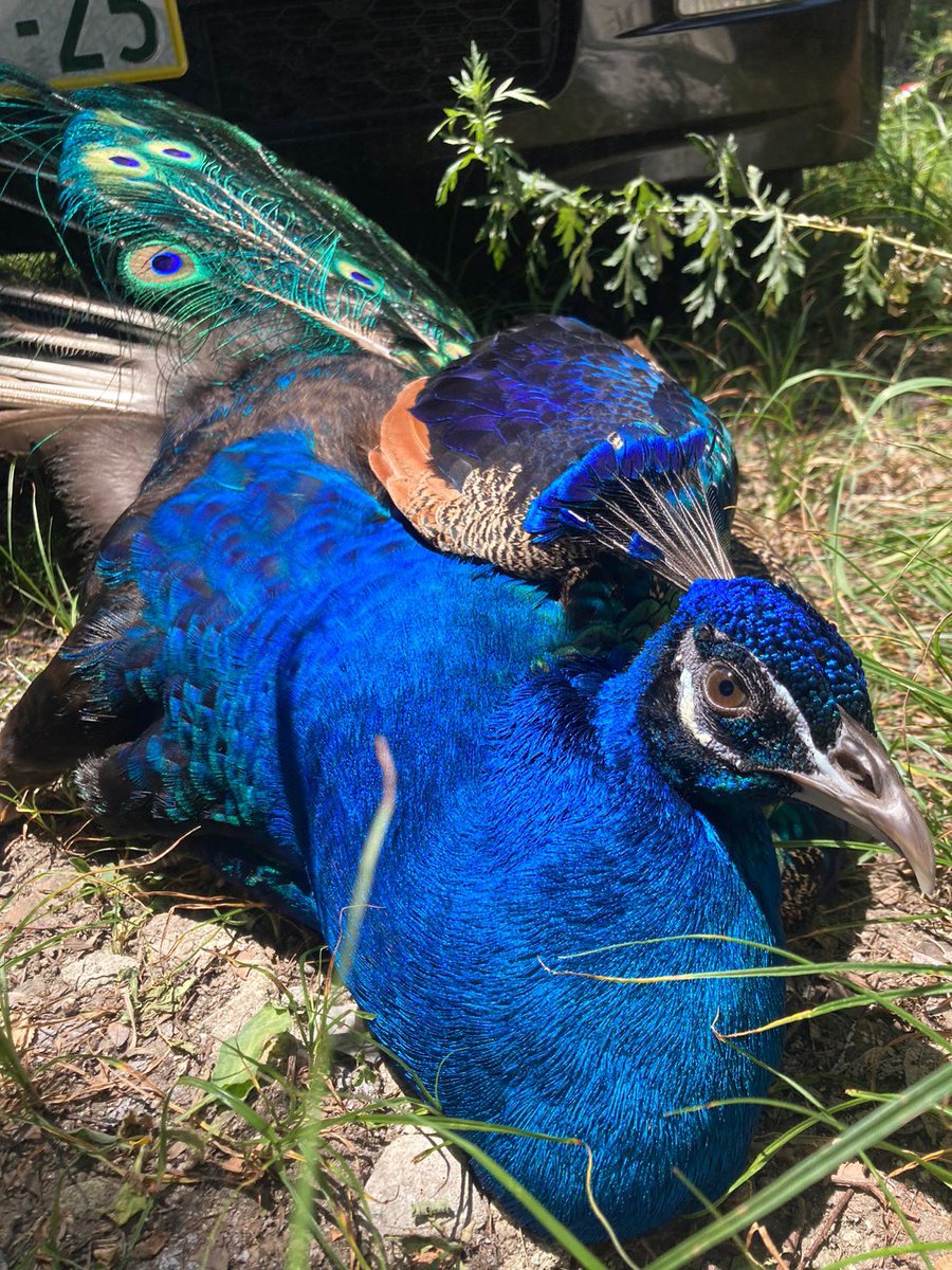 【クジャクの餌やり講習会実施】
新入生は全員明日、12時半にクスノキ前に集合！
クジャク小屋まで移動し、餌やり等のお世話の仕方を伝授します。
これで君もクジャク同好会の一員に！