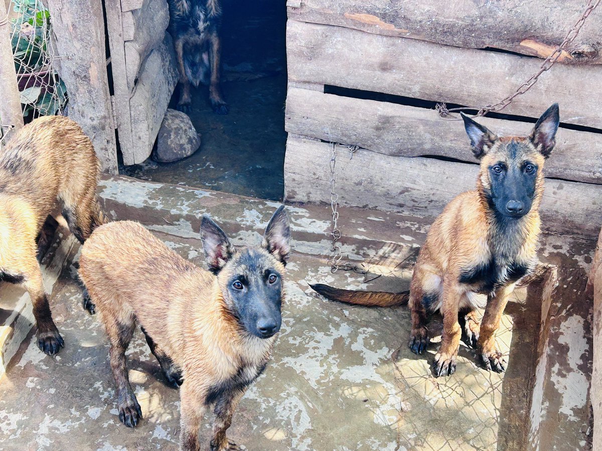 mikegdra's tweet photo. Only 5 Belgian Shepherd Males Left!

Smart. Loyal. Protective.

4 months old | Vaccinated | Healthy

They’re going fast—don’t miss out!

📞 +265884419706
📍 Lilongwe

#BelgianShepherd #Only5Left #PuppiesForSale #LilongwePets https://t.co/hrEjUntQoF
