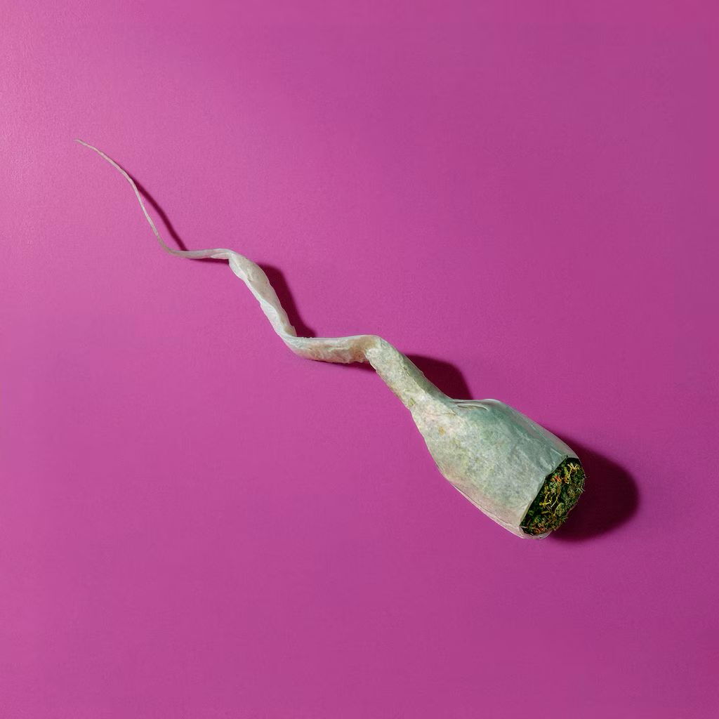 MarioNawfal's tweet photo. 🚨 WEED MAY BE WRECKING YOUR SPERM — HERE’S THE SCIENCE

THC messes with sperm shape, speed, and power — and yes, there’s real data behind it.

A study of 229 Jamaican men found moderate cannabis users were 3.5x more likely to have misshapen sperm.

Another study of 113 men showed lower sperm motility in cannabis users compared to both smokers and non-smokers. Blame THC — it damages the mitochondria, aka the sperm’s engine.

And if that wasn’t enough, multiple studies link cannabis to lower sperm count and concentration, too.

Doctors say even once-a-week use could cause issues. Want strong swimmers? You might want to chill on the THC.

Source: NYT