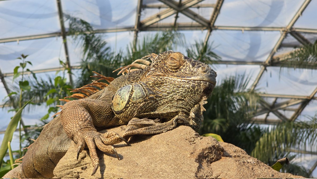 Zoo Leipzig - 06.03.2025
Ich muss mir das Bild unbedingt auf ein Poster drucken und irgendwo aufhängen 📸